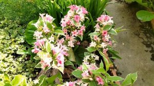 Вейгела цветущая Вариегатная (НАНА ВАРИЕГАТА) в мое саду. Weigela blooming NANA VARIEGATA.