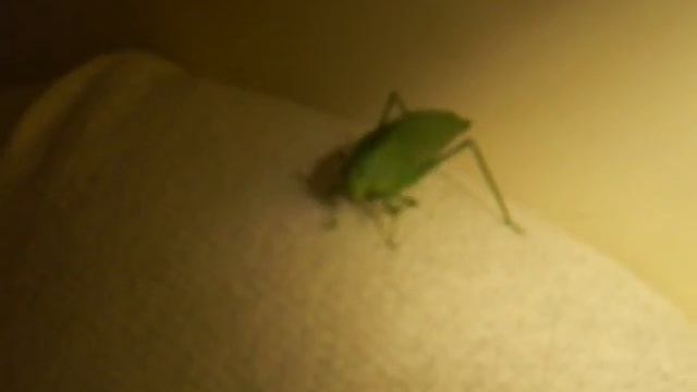 Propaganda Fiat Adventure- Versão Caseira com Esperança смотреть онлайн