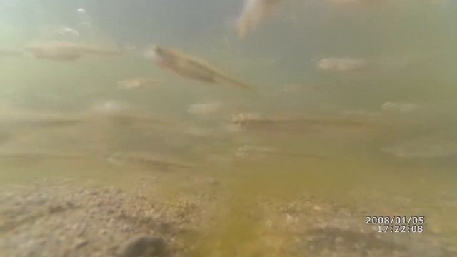 Рыбалка на креветку/получится ли поймать? смотреть онлайн