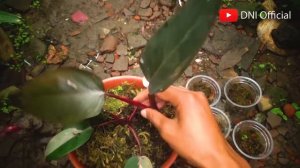 Pink Princess Tanaman Philodendron Mahal - Tips Cara Perbanyak Philodendron