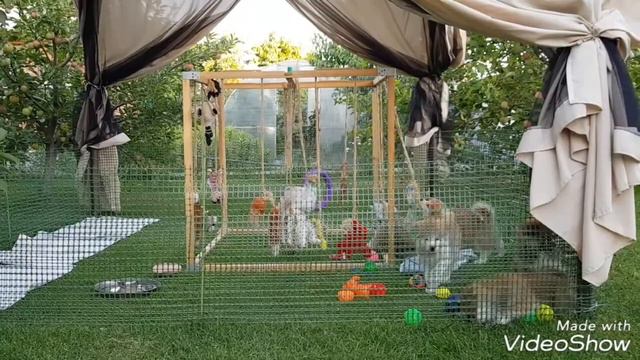 Щенки Акита Ину. Волгоград. Первые прогулки. смотреть онлайн