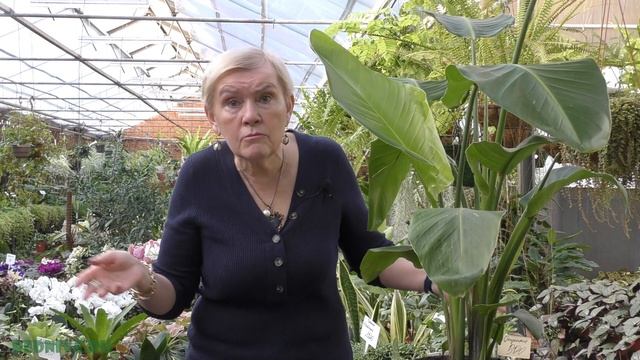 Стрелиция: уход в домашних условиях. смотреть онлайн