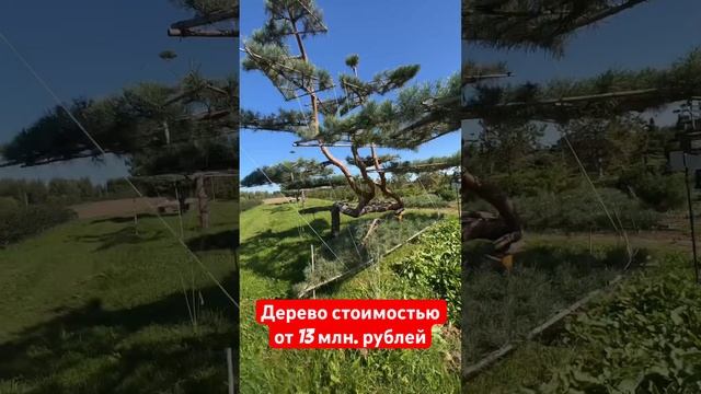 Сосна обыкновенная в питомнике «Ниваки» стоимостью от 13 млн. рублей