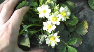 Массовое цветение клубники Клери в балаганах.