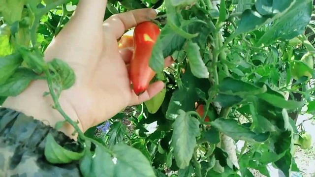 Томат Корнабель f1 смотреть онлайн