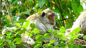 Jane mom million so tired after give milk to baby Janna and Jody , Jane is good mother monkey