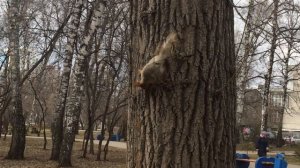 Белки играют в горелки.  Веселые белки бегают друг за другом.