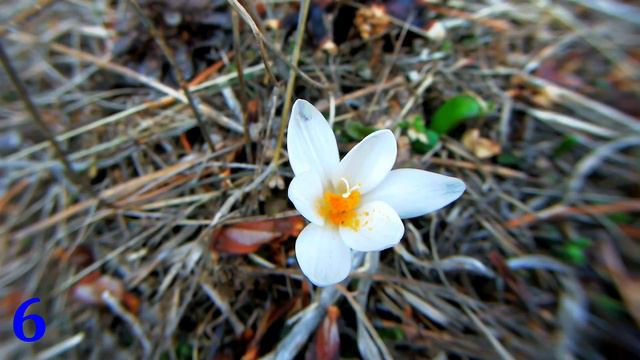 Цветы Терскея. смотреть онлайн