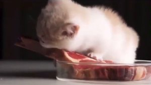 АСМР котик кушает мясо ASMR