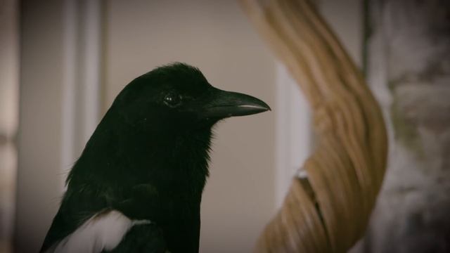 Fashion and portrait photography with Lorenzo Agius - EOS 5D Mark IV - Canon смотреть онлайн