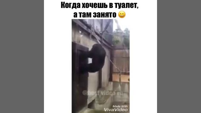 В туалете занято текст