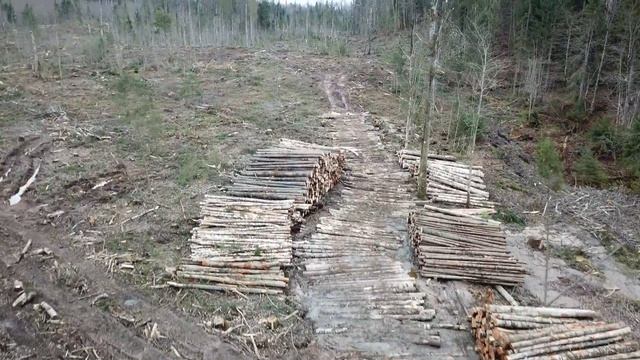 Дорога до делянки смотреть онлайн