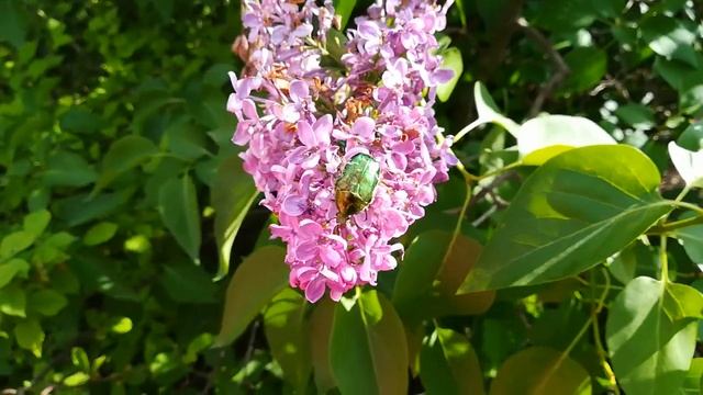 Майский жук( то есть бронзовка) и ещё... ?! смотреть онлайн
