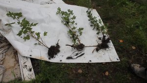 Самый простой но эффективный способ размножения ягодных кустарников.