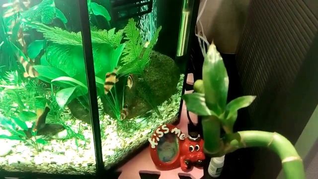 Аквариум. Фитофильтр в миниатюре. Погружной вариант. Вторая часть. смотреть онлайн