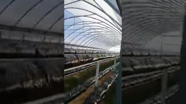 Многокупольная теплица с пирамидами под клубнику .89189542454 Сергей смотреть онлайн
