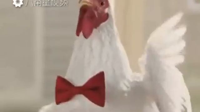 ПесНя курицы