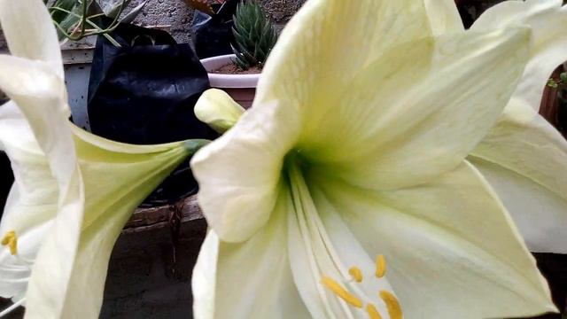 Flores de Amarilis o Hippeastrum , plantas de bulbos смотреть онлайн