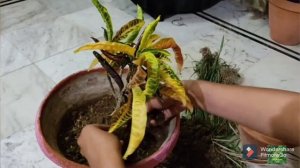 CROTON PLANT REPOTING |Plant Care|