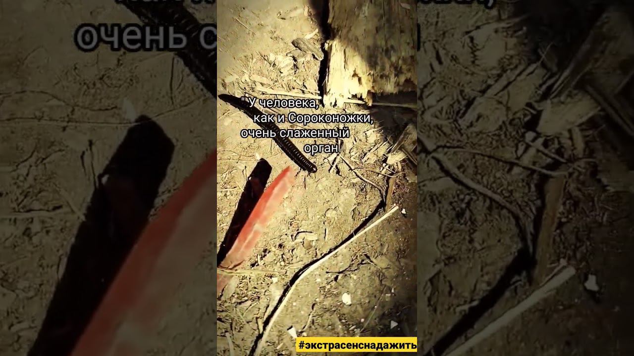 Энергия Поддержки заложена в Живой Организм! • #экстрасенснадажить