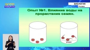 6-класс | Биология | Условия прорастания семян. Дыхание семян