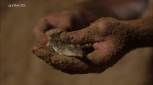 360 Geo - Venezuela, la ferme aux crocodiles