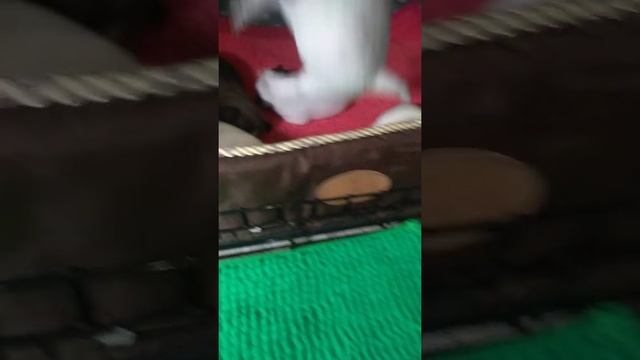 20 дней малышам,щенки чихуахуа,красивые