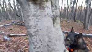 Охота на Кавказе с Лайками