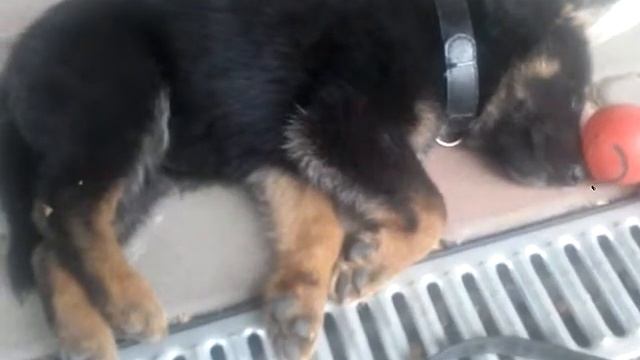 Сон щенка немецкой овчарки по кличке "Блек".