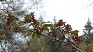 Dies & Das ... und ein paar junge Stockschwämmchen (Kuehneromyces mutabilis)? • Anfang April 2017