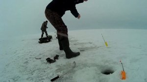 Ловля корюшки на Финском заливе.