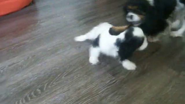 Мальчик триколор смотреть онлайн