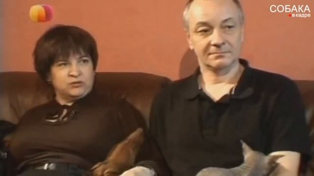 Собака писает дома,метит. Такса. смотреть онлайн