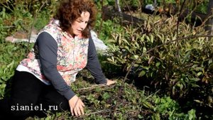 Земляника и теплые грядки