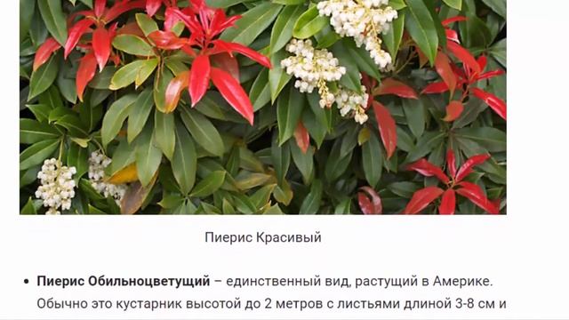 Пиерис. Растения для дома и сада.