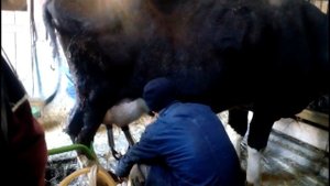 приучаем КОРОВУ к аппарату, день первый! первая ДОЙКА после ОТЕЛА