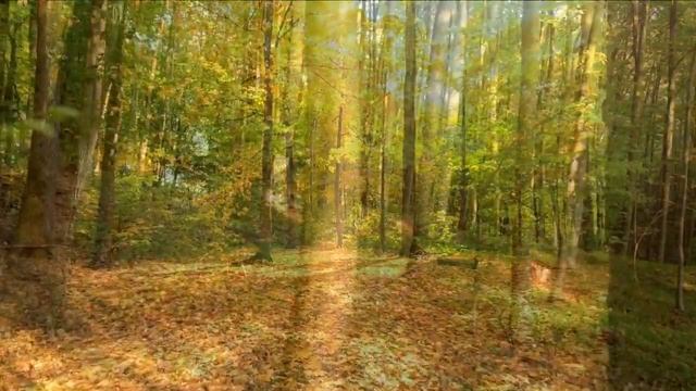 Healing relax music in nature - suitable for learning, relaxation, meditation смотреть онлайн