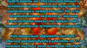 Как правильно обрывать листья у томатов