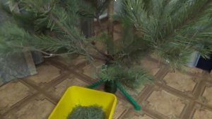 Польза и вред хвои на участке. Не выбрасываем Новогоднюю елку, а используем в огороде