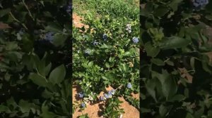 Царский Дюк. Голубика сорт Duke