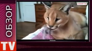 ПУШКИНО  Дорогая   Кошка  КАРАКАЛ  цена  10 000$