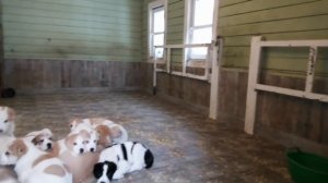 содержание маленьких щенков алабая                    Усадьба Кархула племпитомник САО