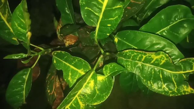 croton plant gardening смотреть онлайн