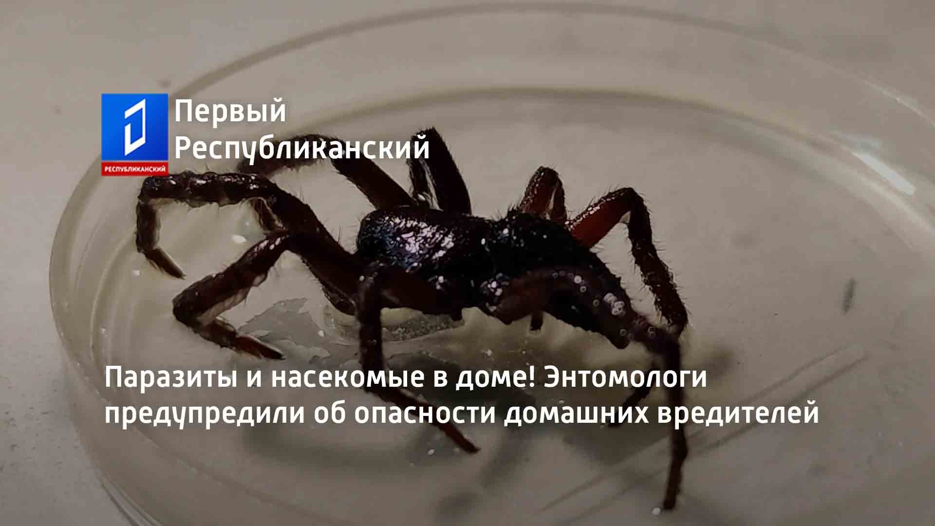 Паразиты и насекомые в доме! Энтомологи предупредили об опасности домашних вредителей