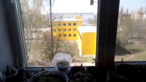 Обзор фитолампы 36 Вт Е27(биколор)  для растений от Минифермер ру. Как работает эта лампа?