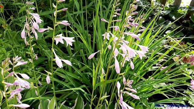 Астильба, хоста и флокс цветут одновременно смотреть онлайн