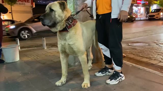 Anadolu çoban köpeği ve Canecorsa istanbulda bir araya geldi #çobanköpeği #kangal #canecorso