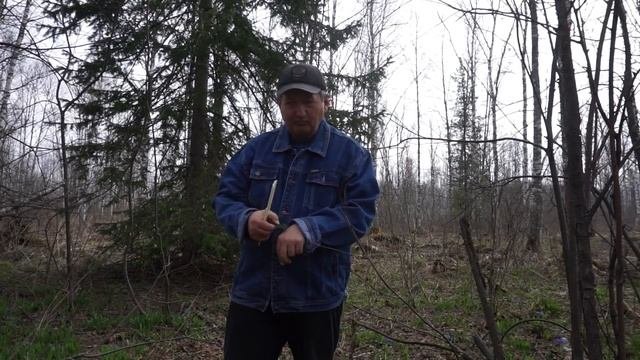 Отличия хвойных  Пихта