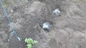 Выращивание томатов от А до Я часть 2.Высадка томата Корнеевский
