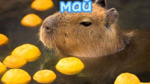 какая у тебя будет капибара по месяцу рождения